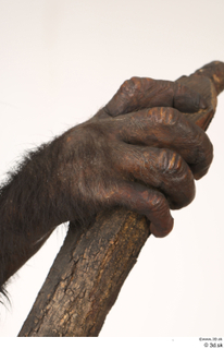  Chimpanzee Bonobo hand 0002.jpg